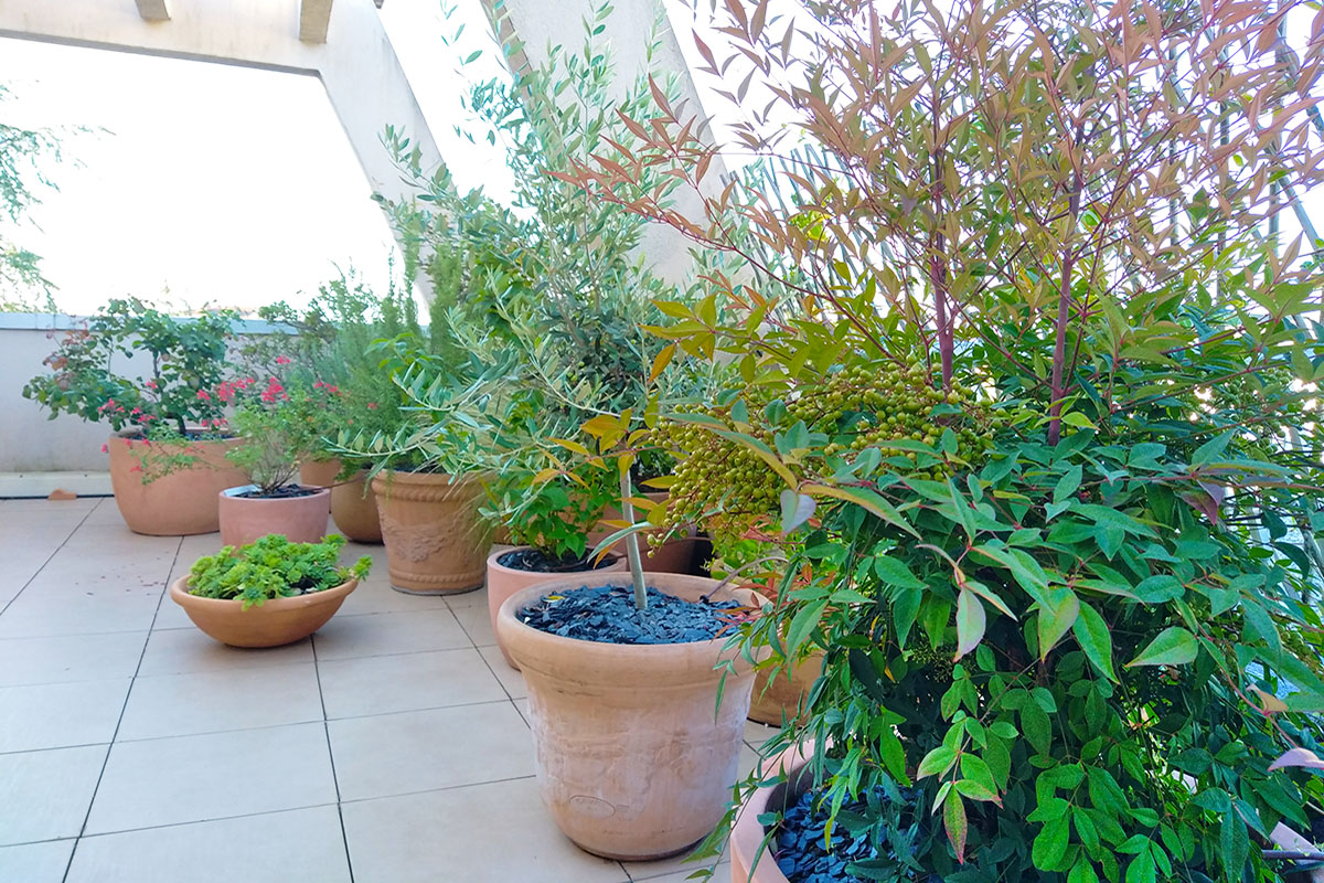 plantations plantes en pots paysagiste balcon