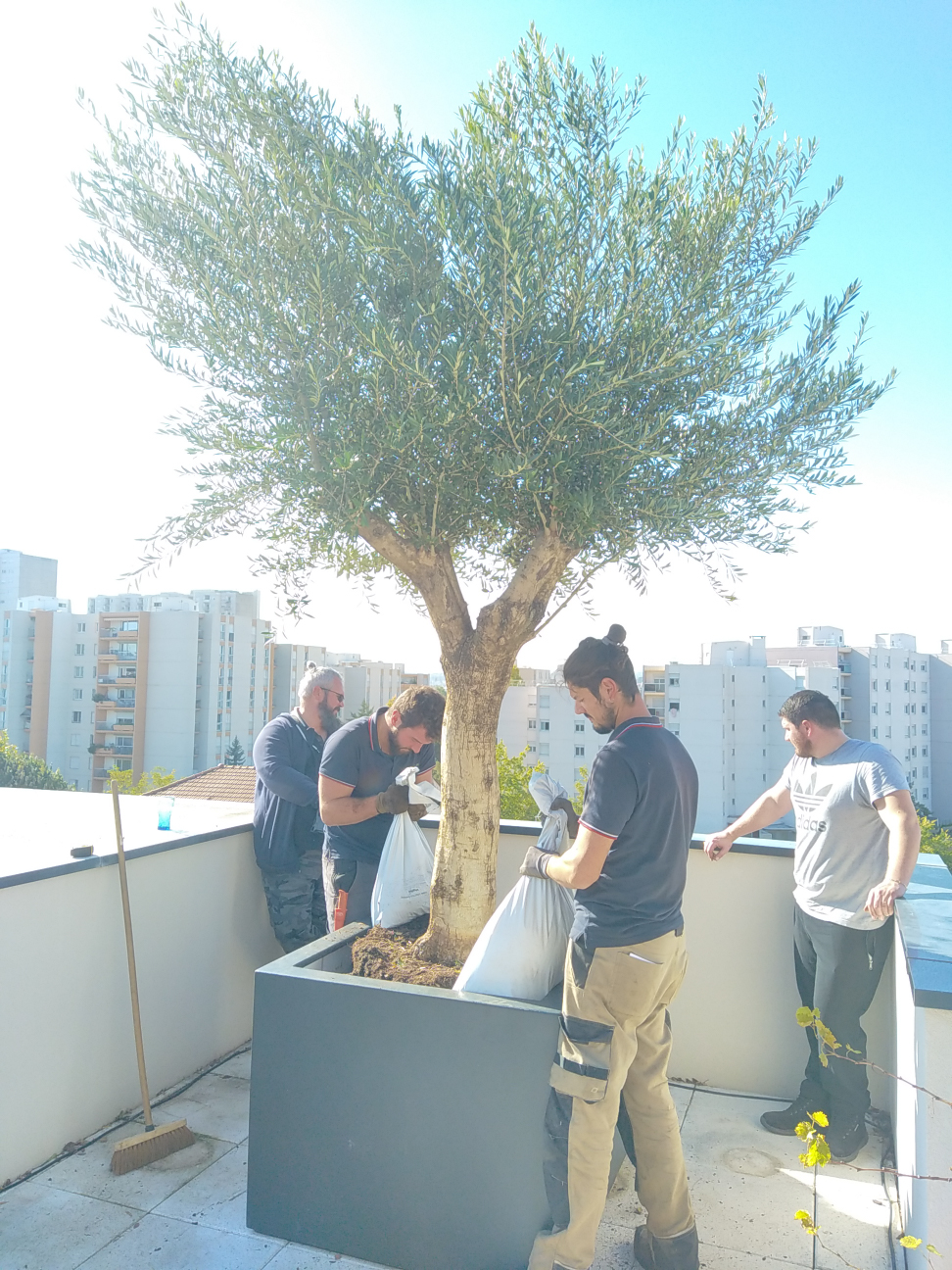 équipe Vert Altitude qui plante un olivier sur une terrasse