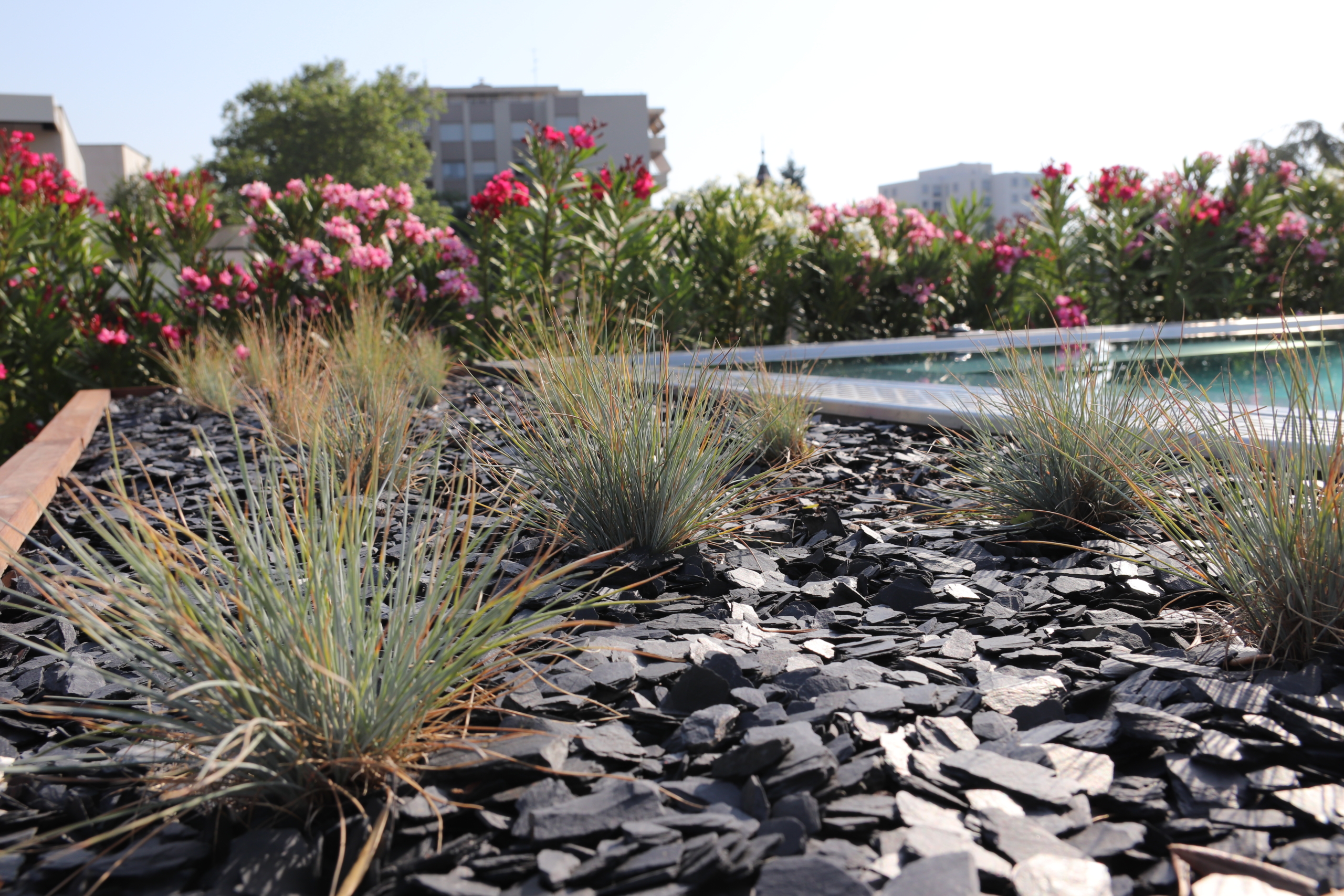 terrasse avec piscine entourée de plantations avec paillage minéral